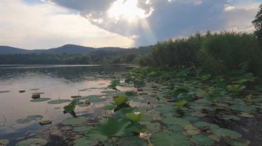 Öğleden sonra, fırtınadan sonra su zambaklarıyla gölde.