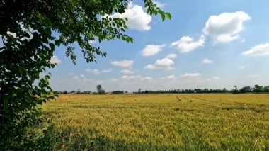 Şehrin varoşlarındaki sarı buğday tarlası