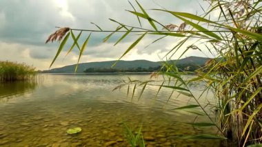 Gölün kıyısında sazlıklar