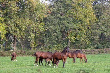 At sürüsü otlanabilir.