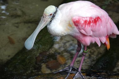 Roseate spoonbill water bird with pink and white plumage and spoon shaped bill