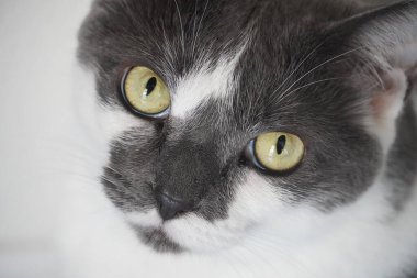 Close portrait of a grey and white cat with yellow eyes staring into the camera