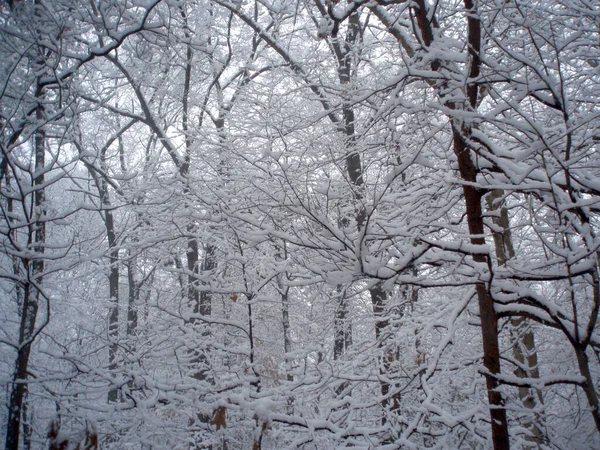 Winter forest with snow covered trees after a blizzard