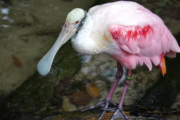 Roseate spoonbill water bird with pink and white plumage and spoon shaped bill