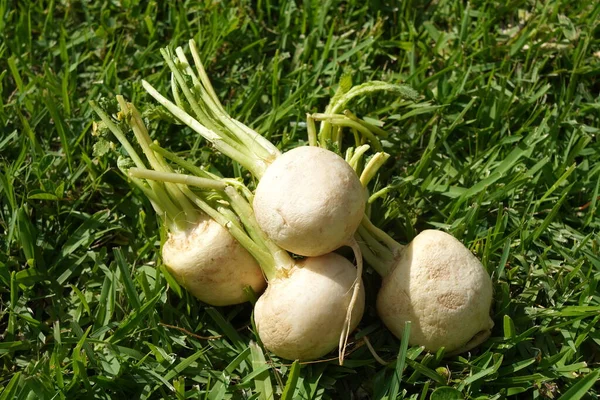 Bunch of white turnips on a green grass background