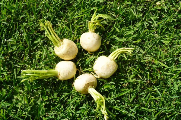 Bunch of white turnips on a green grass background