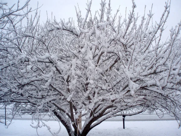 Winter scene with ornamental cherry tree covered in slow on a suburban partially plowed road