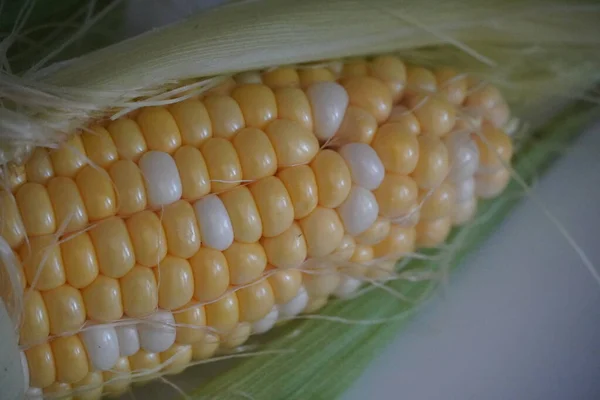 Bicolor ripe corn on the cob, butter and sugar corn variety, fresh close-up