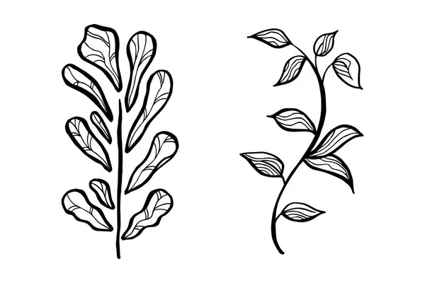 Conception Vectorielle Dessinée Main Éléments Floraux — Image vectorielle
