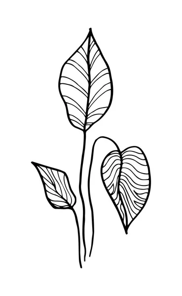 Handgezeichnete Vektor Design Florale Elemente — Stockvektor