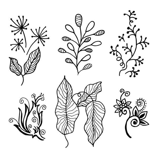 Diseño Vectorial Dibujado Mano Elementos Florales — Archivo Imágenes Vectoriales