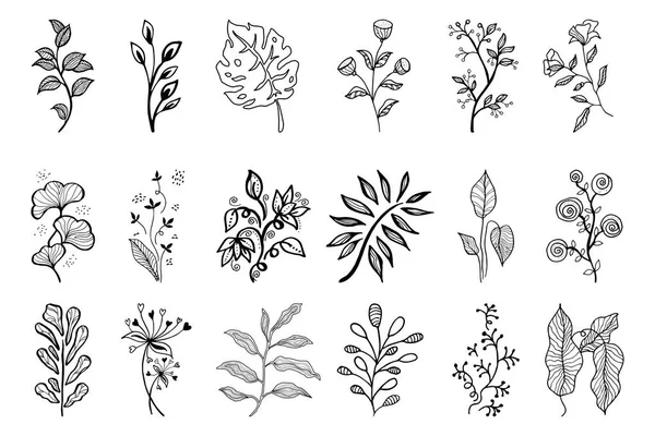Hand Drawn Vector Design Floral Elements — Stock Vector