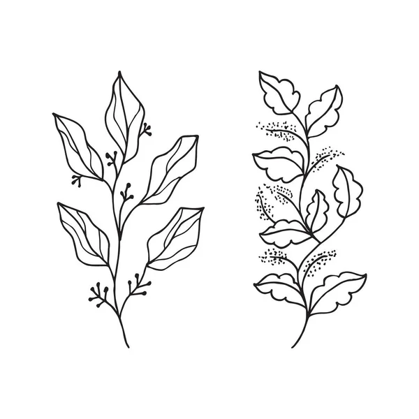 Desenho Vetorial Desenhado Mão Elementos Florais — Vetor de Stock