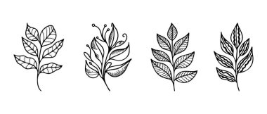 El çizimi vektör tasarımı çiçek elementleri