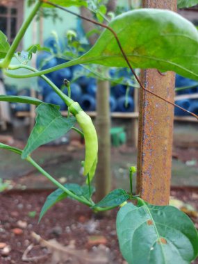 Muz biberi bitkisi ya da sarı balmumu biber ya da muz biberi.