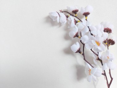 Yapay kiraz çiçekleri. İzole edilmiş arkaplan beyaz