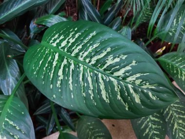 Bir yaprak Dieffenbachia seguine veya dumbcane veya tuftroot. Dieffenbachia 'nın bir türüdür.. 