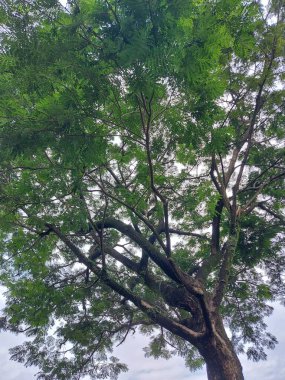 Scenic of tree from bottom to the top