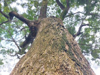Scenic of tree from bottom to the top