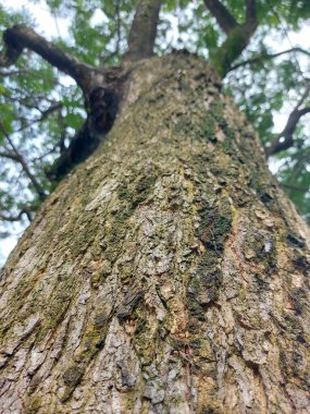 Scenic of tree from bottom to the top