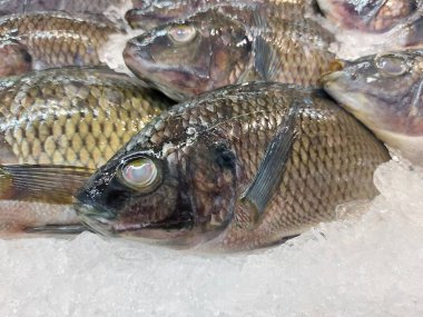 Ikan mujaer or Tilapia fish. It is thecommon namefor nearly a hundredspeciesofcichlidfish from thecoelotilapine,coptodonine,heterotilapine,oreochromine,pelmatolapiine, andtilapiinetribe