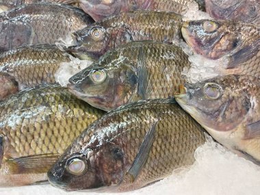 Ikan mujaer or Tilapia fish. It is thecommon namefor nearly a hundredspeciesofcichlidfish from thecoelotilapine,coptodonine,heterotilapine,oreochromine,pelmatolapiine, andtilapiinetribe