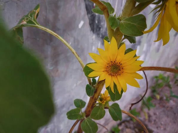 common sunflower or Helianthus annuus. it is a largeannualforbof the genusHelianthusgrown as a crop for its edible oil and edible fruits.