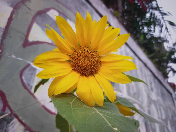 common sunflower or Helianthus annuus. it is a largeannualforbof the genusHelianthusgrown as a crop for its edible oil and edible fruits.