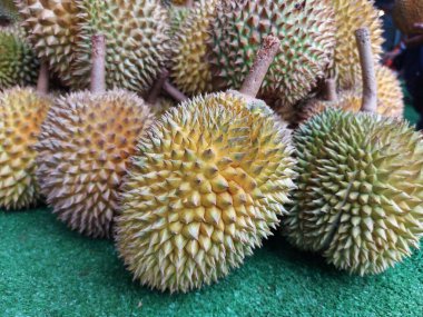 Durio zibethinus. Itis the most common treespeciesin thegenusDuriothat are known asdurianand have edible fruit also known as durian. Tropical fruit. 