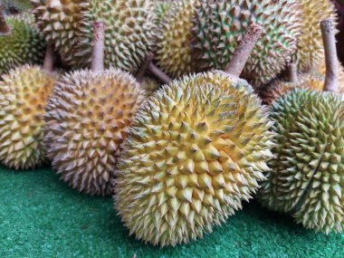 Durio zibethinus. Itis the most common treespeciesin thegenusDuriothat are known asdurianand have edible fruit also known as durian. Tropical fruit. 