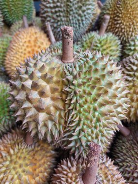 Durio zibethinus. Itis the most common treespeciesin thegenusDuriothat are known asdurianand have edible fruit also known as durian. Tropical fruit. 