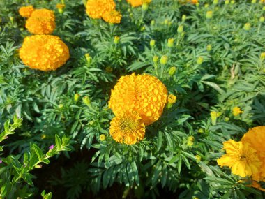 Tagetes erekta çiçeği ya da Aztek kadife çiçeği, Meksika kadife çiçeği, büyük kadife çiçeği, cempazchitlorcempaschil. Meksika 'ya özgü bitki yetiştiren bir bitki türüdür..