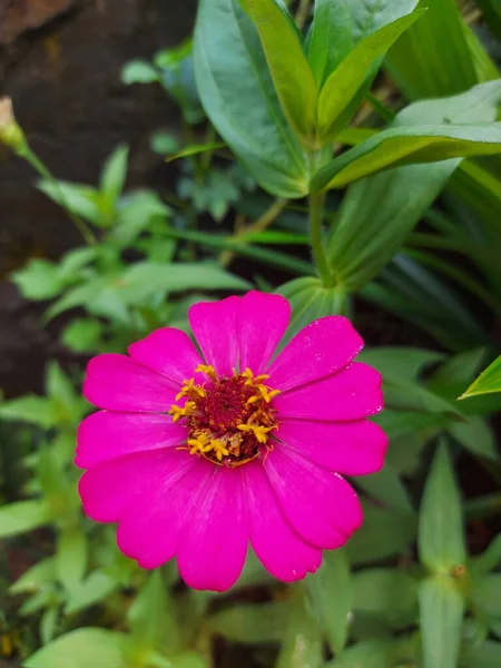 Цветок Циннии Розовый Цветок — стоковое фото