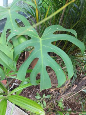 Leaf of Monstera deliciosa or theSwiss cheese plant orsplit leaf philodendron.