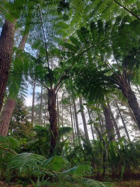 Sphaeropteris lepifera ya da Cyathea lepifera bitkisi, fırça kabı ağacı.