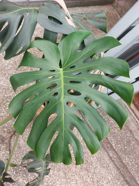 Leaf Monstera Deliciosa Theswiss Cheese Plant Orsplit Leaf Philodendron — ストック写真