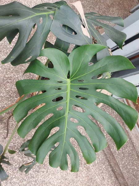 Leaf Monstera Deliciosa Theswiss Cheese Plant Orsplit Leaf Philodendron — 스톡 사진