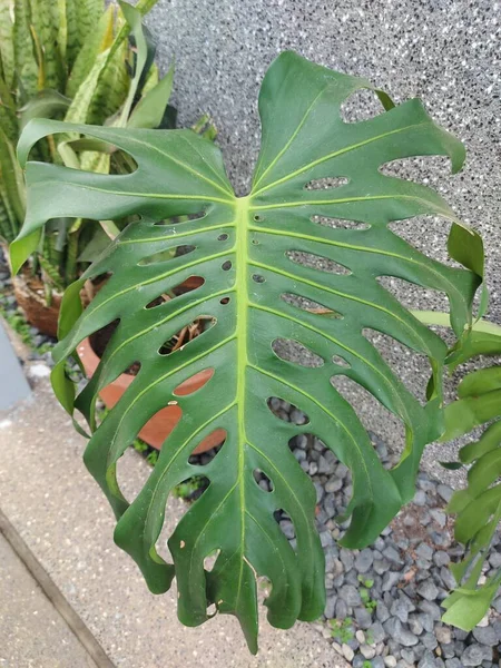 Leaf Monstera Deliciosa Theswiss Cheese Plant Orsplit Leaf Philodendron —  Fotos de Stock