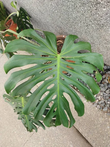 Leaf Monstera Deliciosa Theswiss Cheese Plant Orsplit Leaf Philodendron — 스톡 사진