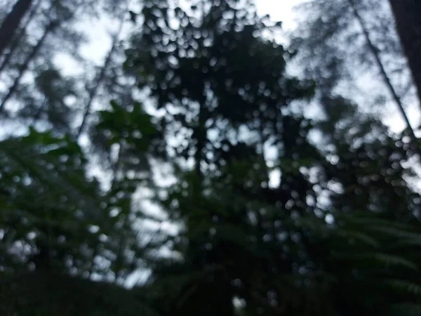 低角摄影模糊的松树林 — 图库照片