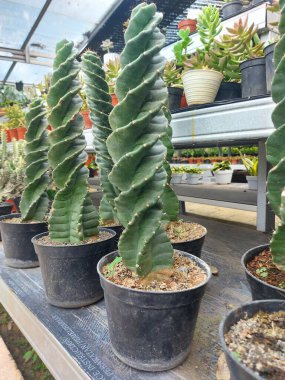 Cereus jamacaru ormandacaruorcardeiro. Brezilya 'nın orta ve doğu bölgelerine özgüdür.