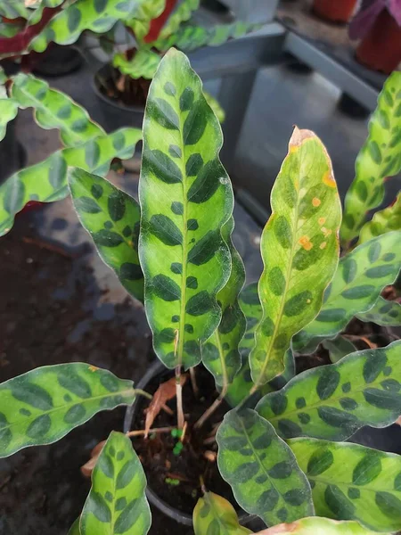 Göppertia Insignisor Calathea Lancifolia Göppertia Lancifolia Schlangenpflanze Handelt Sich Eine — Stockfoto