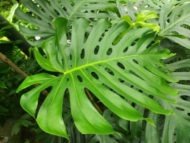 Leaf of Monstera deliciosa or theSwiss cheese plant orsplit leaf philodendron.