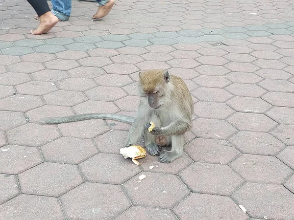 Wilde Affen Fressen Brot Auf Der Pflasterstraße — Stockfoto