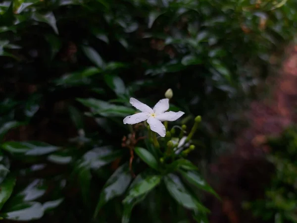 Tabernaemontana Divaricata Pinwheel Flower Crape Jasmine East India Rosebay Andnero — Fotografia de Stock