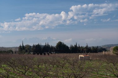 Kırsal kesimde güzel bir ağaç manzarası.