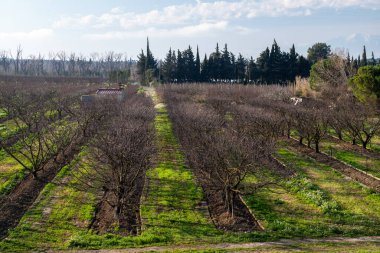Baharda İsrail 'de meyve bahçesi..