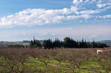 Arka planda zeytin ağaçları ve dağlar