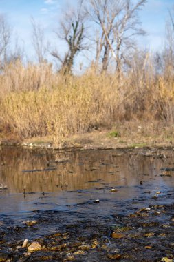 Parktaki nehrin güzel manzarası
