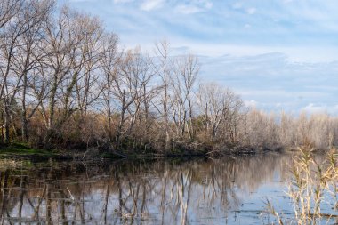 Ormandaki gölün güzel manzarası